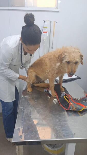 Vetmóvel realiza 170 atendimentos veterinários gratuitos no Santo Agostinho, em Volta Redonda