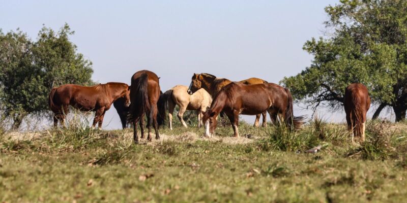 Fiocruz identifica 3 casos de encefalite equina venezuelana no AM