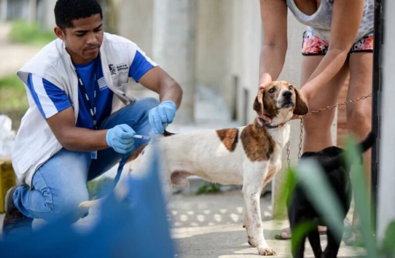 Barra Mansa promove vacinação antirrábica para cães e gatos neste final de semana – Barra Mansa