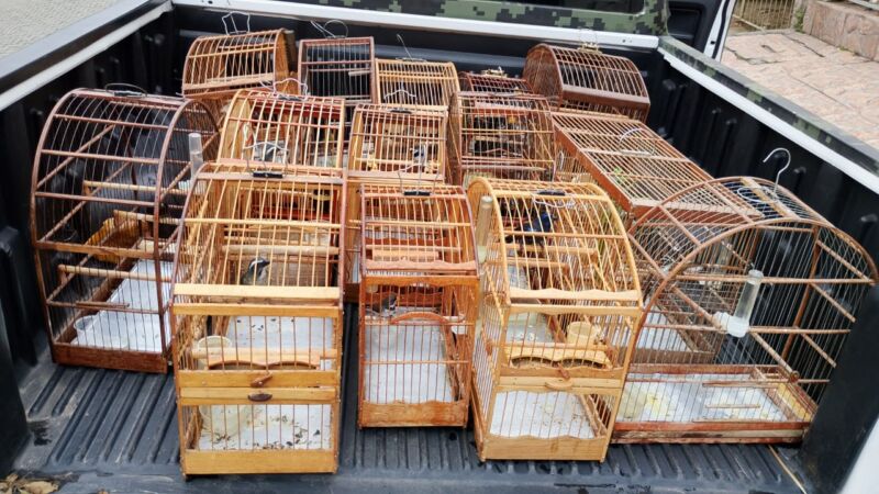 Barra Mansa realiza operação para combater posse ilegal de animais silvestres – Barra Mansa