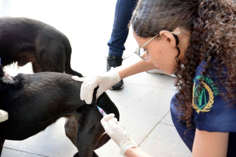 Barra Mansa segue com Campanha de Vacinação Antirrábica neste fim de semana – Barra Mansa