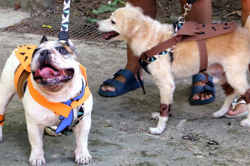 Bênção aos Animais marcará Dia de São Francisco em Barra Mansa – Barra Mansa