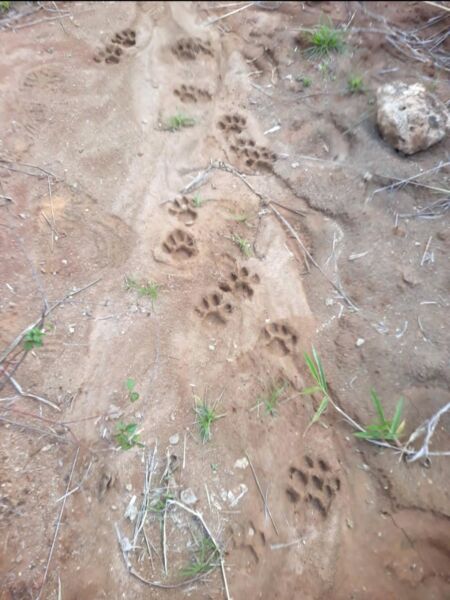 Câmeras da Secretaria Municipal de Meio Ambiente flagram onça-parda no Parque Natural de Volta Redonda