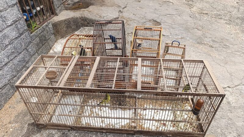 Operação conjunta apreende aves mantidas em cativeiro no bairro Santa Clara – Barra Mansa