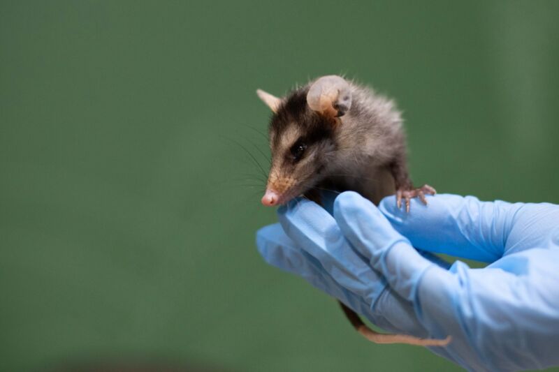 Parque Zoológico Municipal de Volta Redonda alerta sobre aumento no número de gambás durante o período reprodutivo