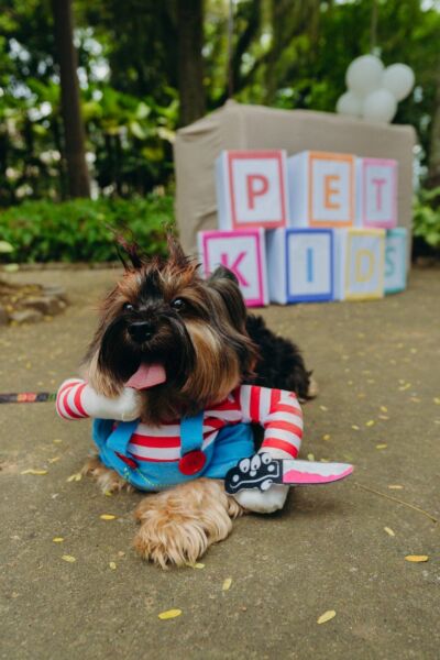 PetKids encanta famílias e celebra o amor entre crianças e animais em Barra Mansa – Barra Mansa