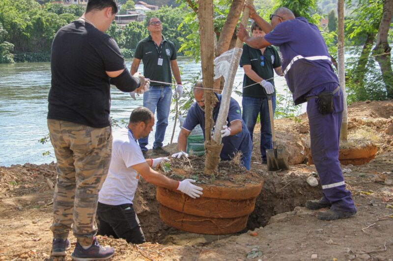 Plantio de ipês-roxos vai garantir novo colorido à região central de Barra Mansa – Barra Mansa