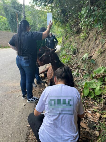 Secretaria de Proteção e Defesa Animal de Volta Redonda resgata égua em situação de abandono no bairro Retiro