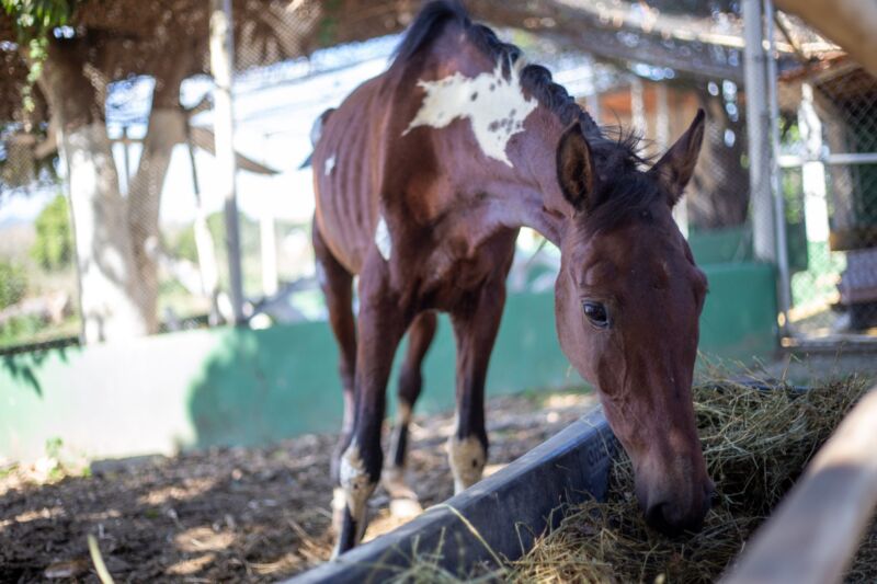 Volta Redonda: égua resgatada pela SMPDA recebe cuidados veterinários