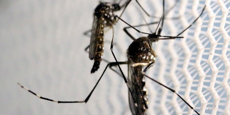 Vacina contra a dengue do Butantan pode beneficiar saúde global