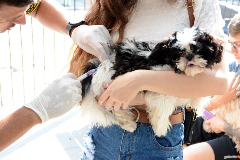 Barra Mansa amplia vacinação antirrábica nos distritos rurais – Barra Mansa