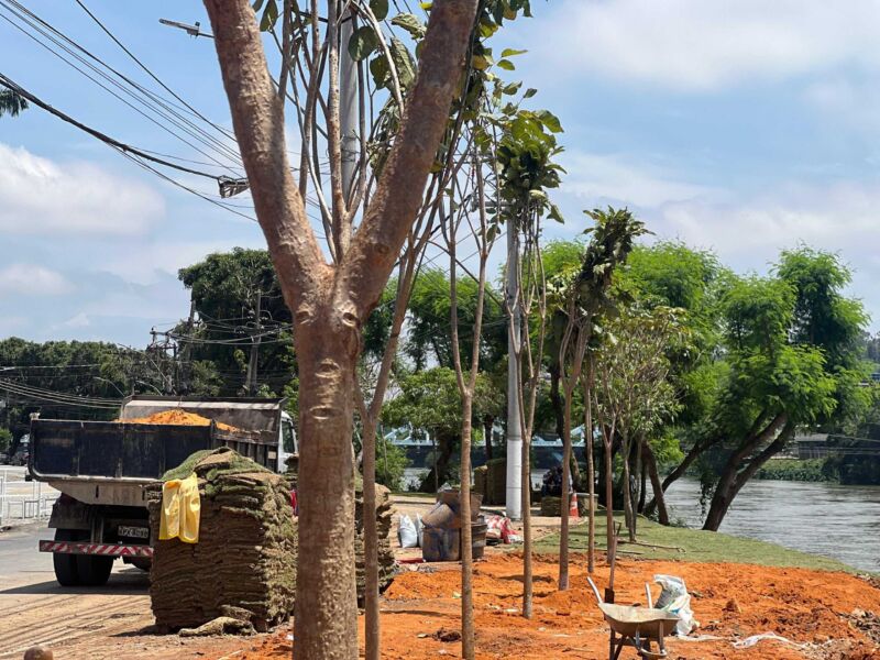 Barra Mansa inicia novembro com plantio de ipês-rosa na Beira-Rio – Barra Mansa