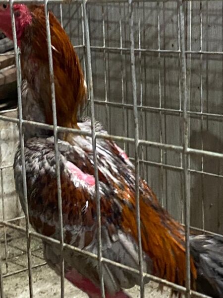 Dezenas de aves são resgatadas em situação de maus-tratos no bairro São Luiz – Barra Mansa