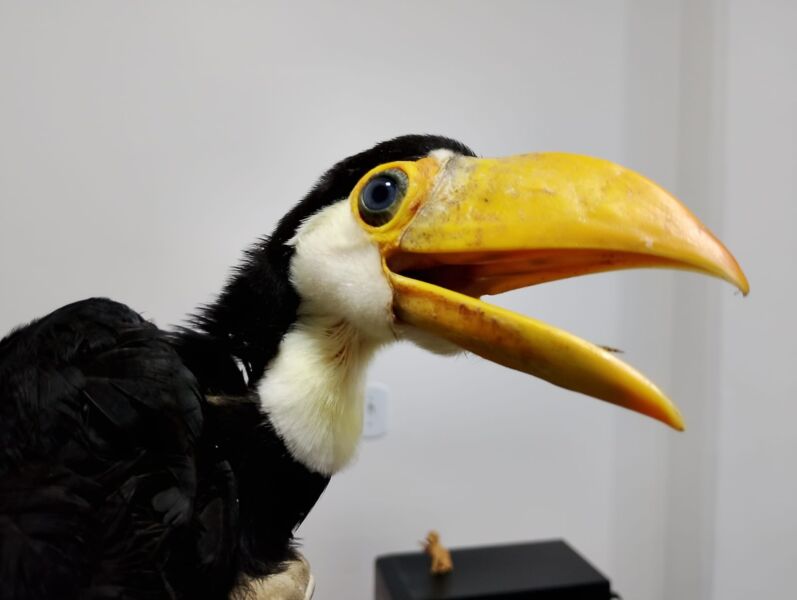 Guarda Ambiental resgata filhote de tucano no bairro Getúlio Vargas – Barra Mansa