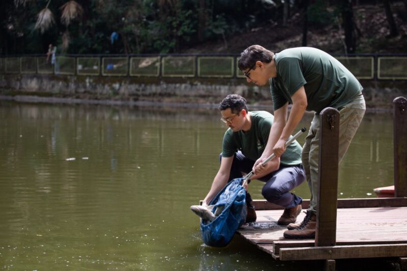 Parque Zoológico Municipal de Volta Redonda reforça projeto ‘Pesque e Não Pague’ com 200 quilos de tilápia