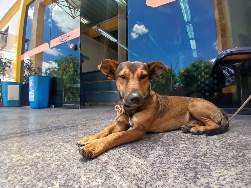 Secretaria de Proteção dos Animais resgata cachorro abandonado na Vila Principal – Barra Mansa