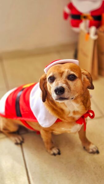 “Pet Noel” acontece neste sábado em Barra Mansa – Barra Mansa