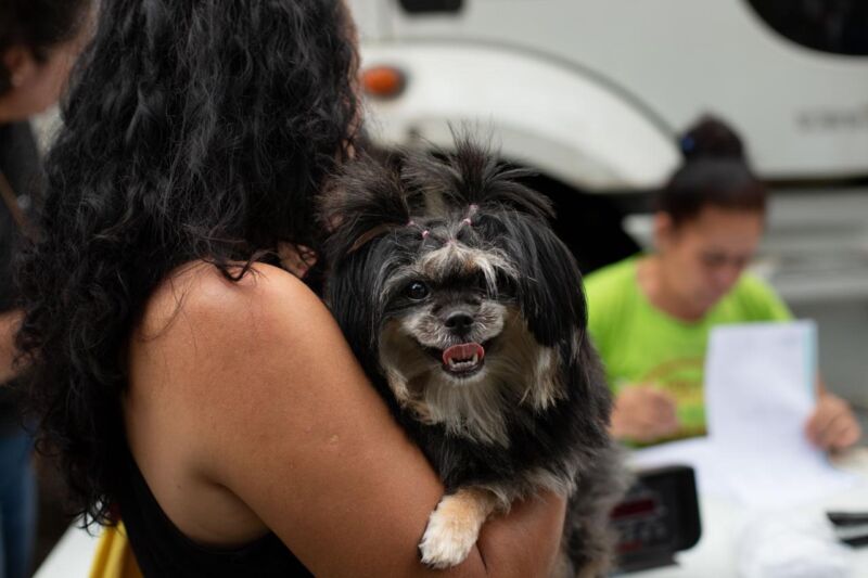 Prefeitura de Volta Redonda abre 400 vagas para castração gratuita de cães e gatos em parceria com a FAA