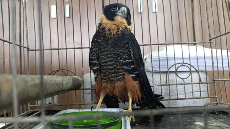 Secretaria de Meio Ambiente resgata ave no bairro Saudade – Barra Mansa