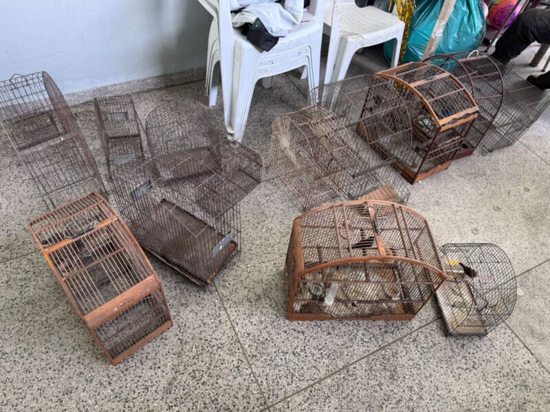 Guarda Ambiental apreende pássaros silvestres mantidos em cativeiro no bairro Vista Alegre – Barra Mansa