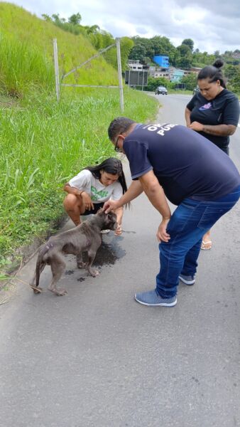Ordem Pública auxilia no resgate de pitbull abandonado à margem de rodovia em Volta Redonda