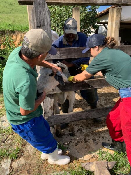 Secretaria de Desenvolvimento Rural de Barra Mansa intensifica vacinação contra brucelose – Barra Mansa