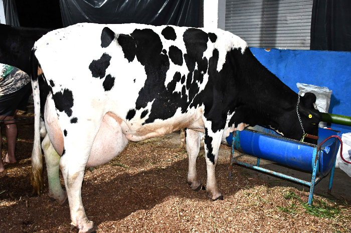 RESENDE CONQUISTA O 1º LUGAR NA PRODUÇÃO LEITEIRA DO ESTADO DO RIO DE JANEIRO