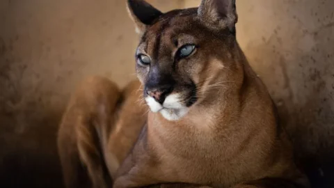 Onça-parda do Parque Zoológico Municipal de Volta Redonda retorna ao recinto após cirurgia bem-sucedida