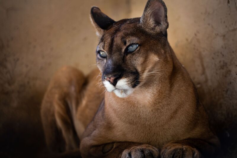 Onça-parda do Parque Zoológico Municipal de Volta Redonda retorna ao recinto após cirurgia bem-sucedida