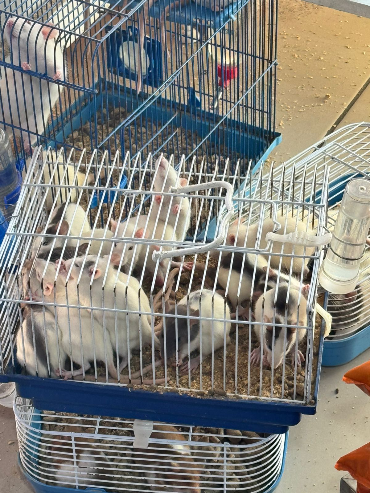 Secretaria de Proteção e Defesa Animal de Volta Redonda apreende 26 animais comercializados irregularmente em agropecuária