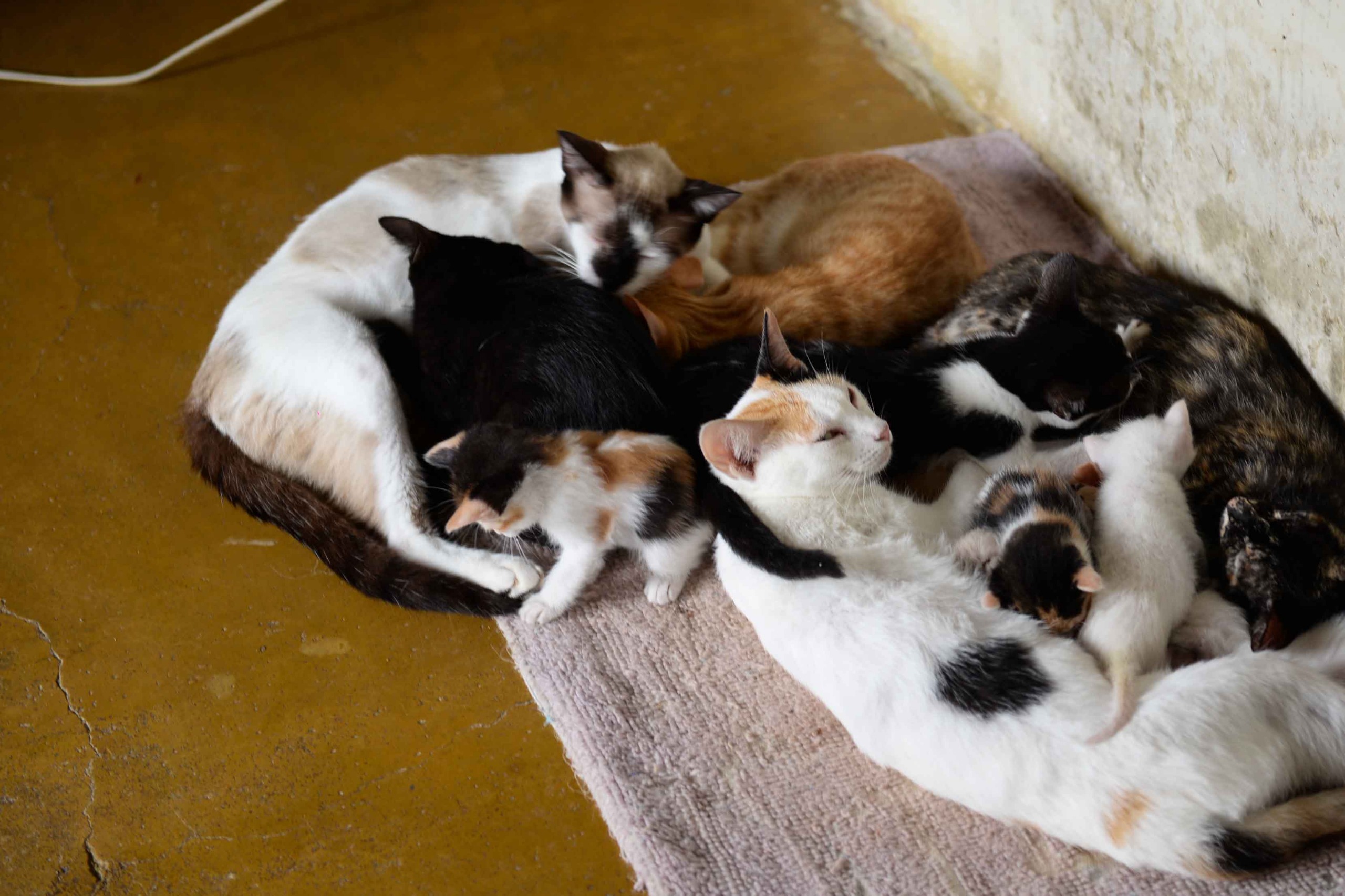 prevenção de esporotricose