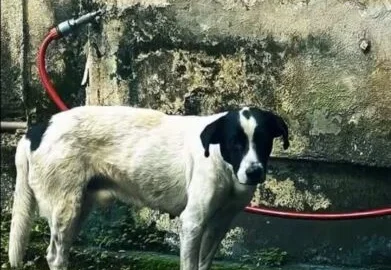 Volta Redonda: ações da Secretaria de Proteção e Defesa Animal resultam no resgate de quatro cães
