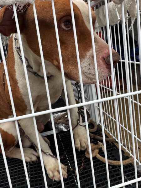 Homem é preso em flagrante por maus-tratos a pitbull em Volta Redonda