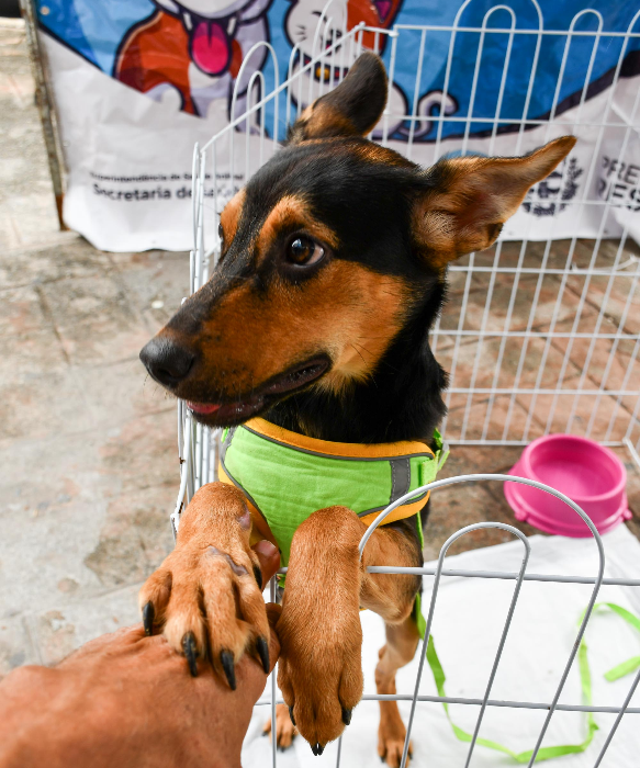 PREFEITURA DE RESENDE PROMOVE FEIRA DE ADOÇÃO DE CÃES E GATOS EM CAMPOS ELÍSEOS