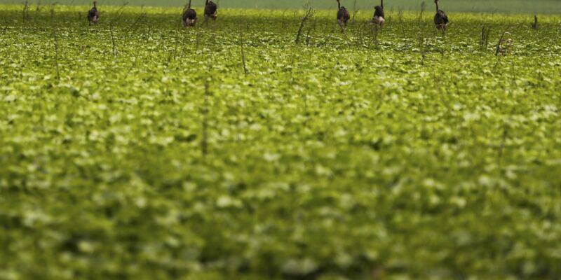 CMN passa a exigir fotos com localização comprovada em seguro rural