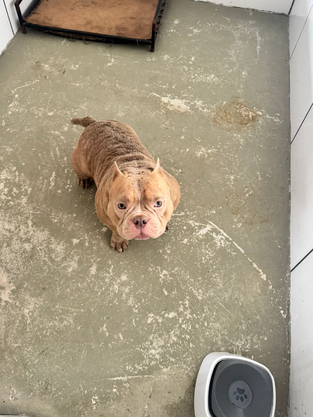Ação da Prefeitura de Volta Redonda e Polícia Civil fecha canil clandestino e resgata 16 cães da raça American Bully