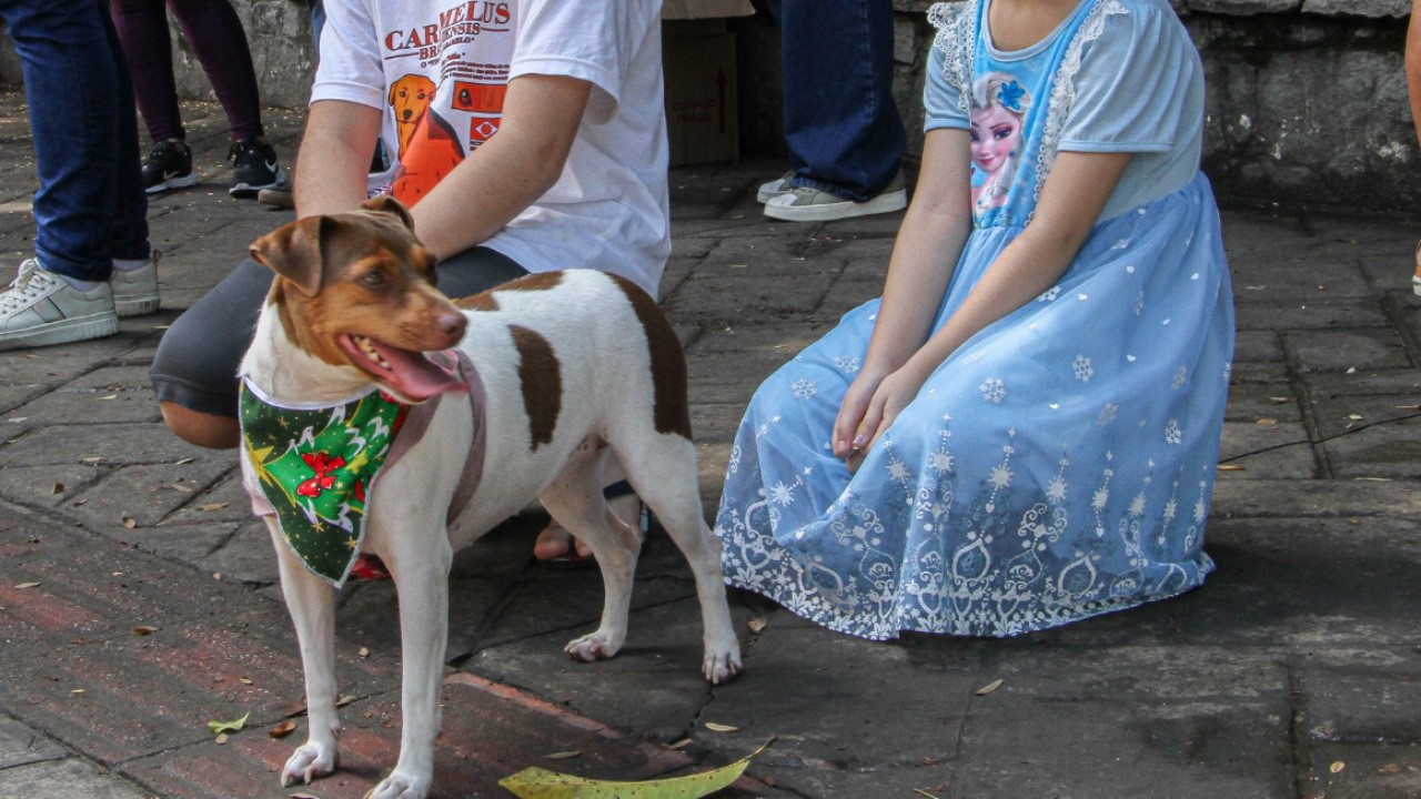 Animais em eventos