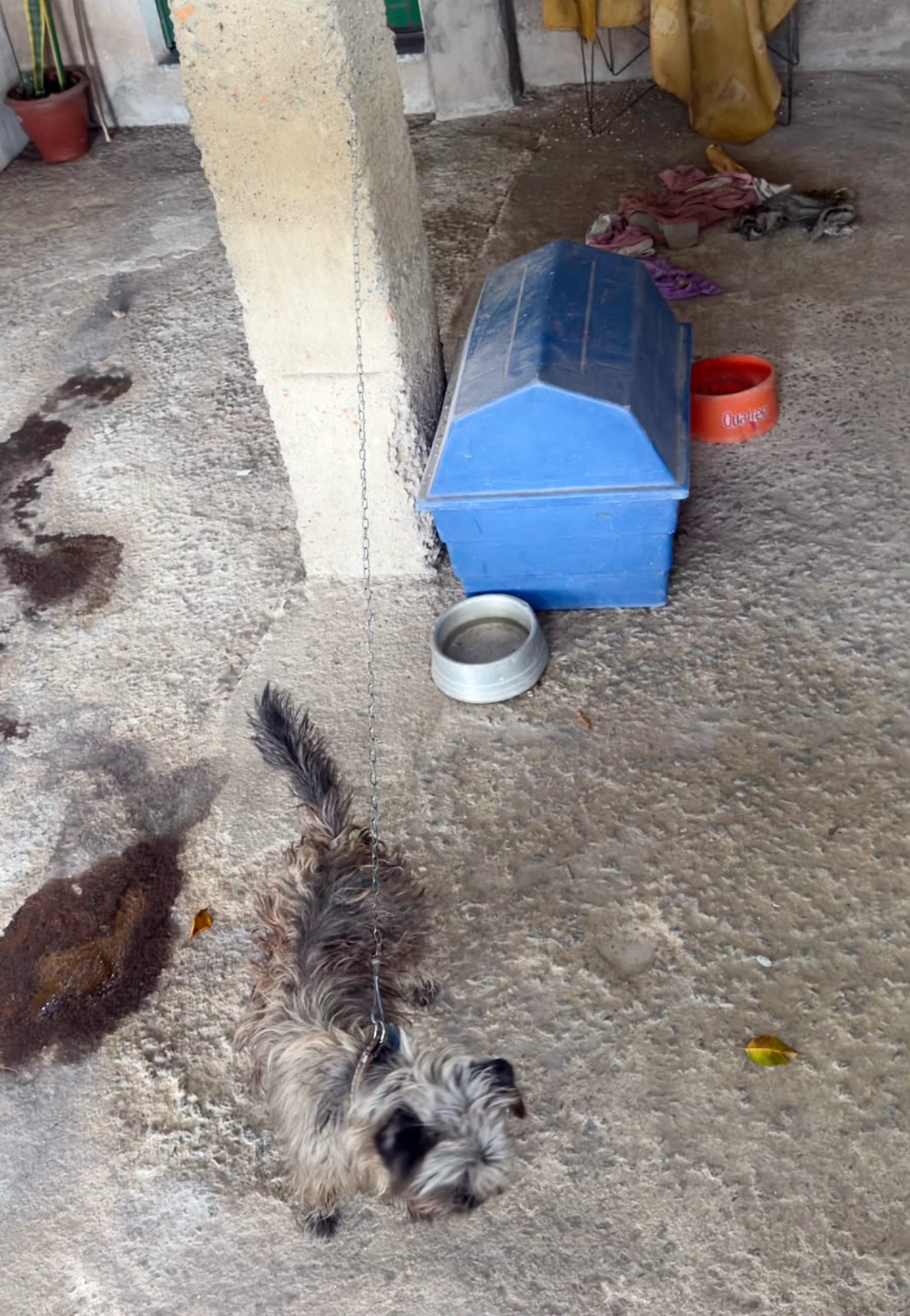 Motorista é identificado após atropelar cão e fugir sem prestar socorro em Volta Redonda