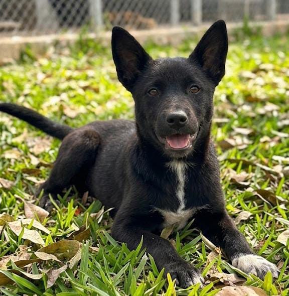 Prefeitura de Volta Redonda promove mais uma edição do espaço de adoção ‘Família Animal’ neste sábado (11)
