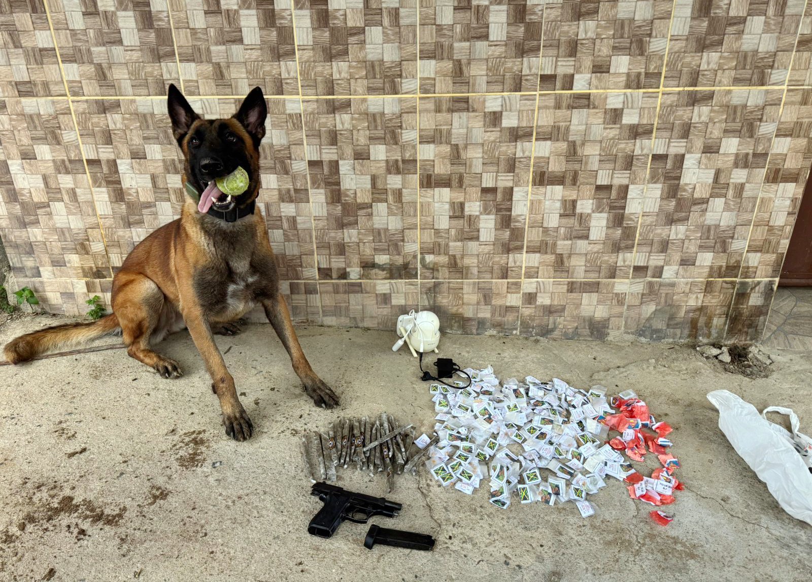 Companhia do Batalhão de Ações com Cães sediada em Volta Redonda faz primeira ocorrência na região