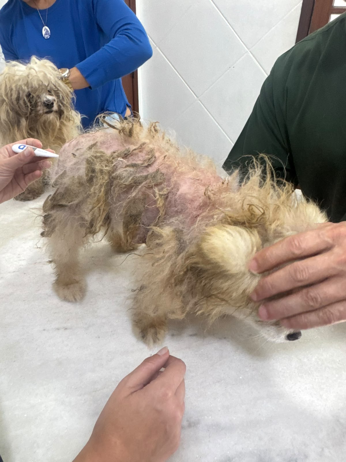 Maus-tratos a animais são registrados no bairro Retiro e responsável é conduzido à delegacia