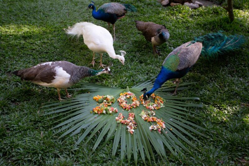 Parque Zoológico Municipal de Volta Redonda completa 45 anos com ações de enriquecimento alimentar para os animais