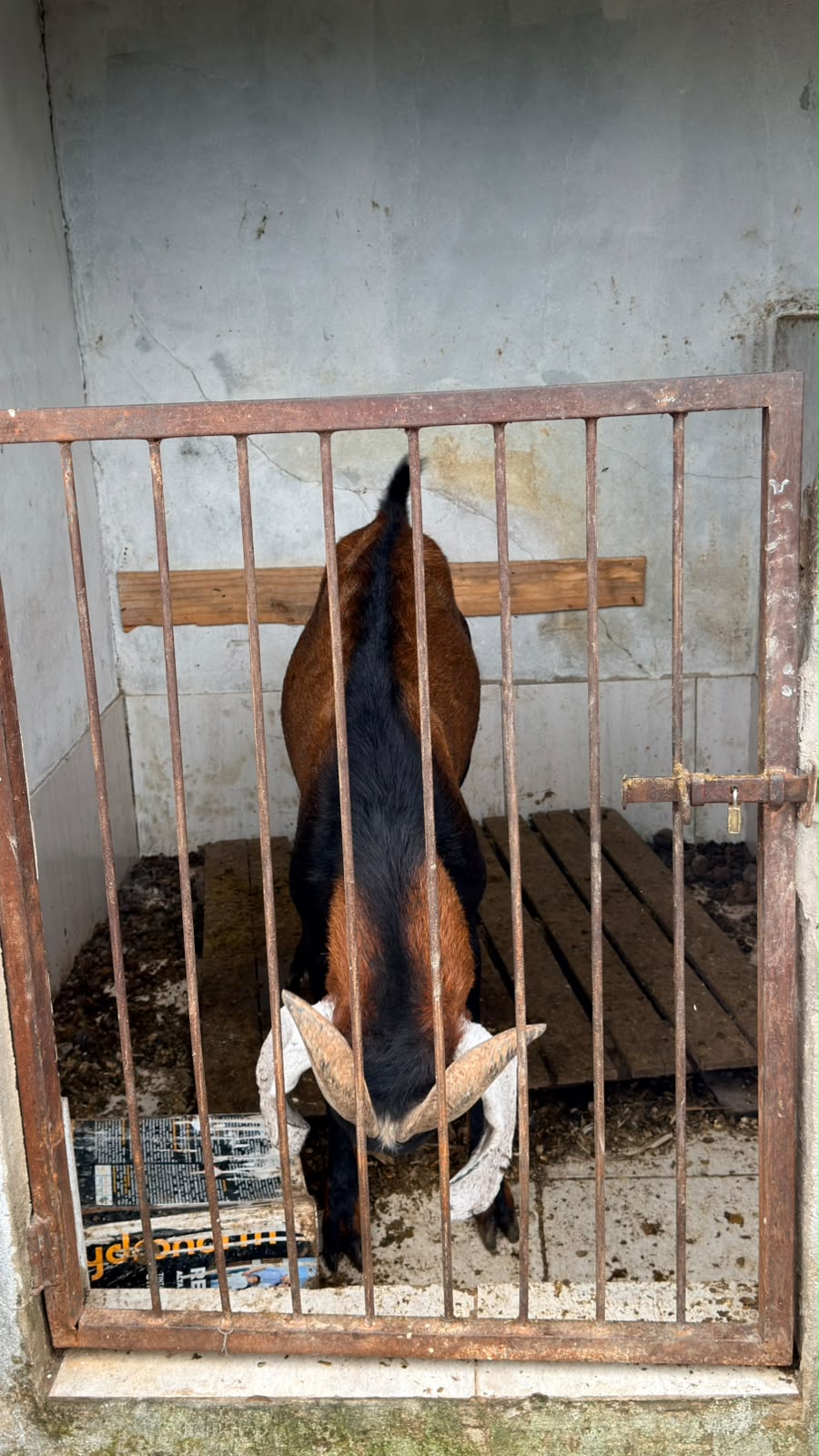 Volta Redonda: ação integrada resgata 11 animais mantidos irregularmente em propriedade no Jardim Suíça