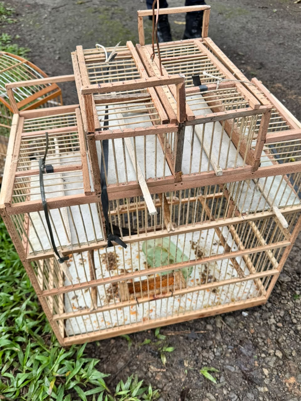 Secretaria de Proteção e Defesa Animal de Volta Redonda apreende sete aves no bairro Santa Rita do Zarur