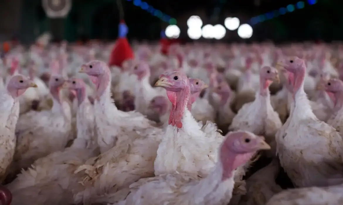 Agricultura confirma foco de doença de Newcastle em Santa Catarina