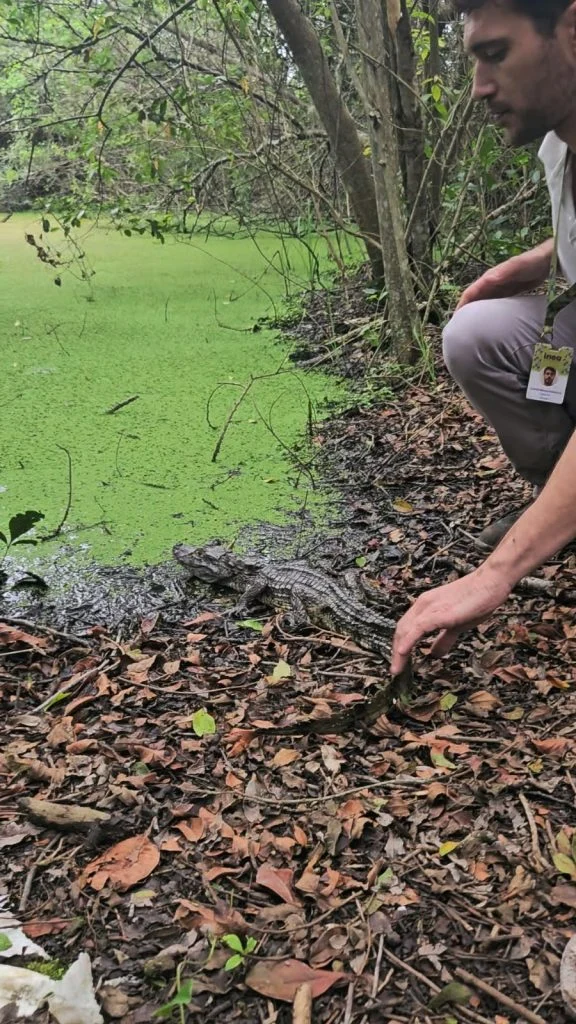 ASAS devolve dois jacarés e dois cágados à natureza