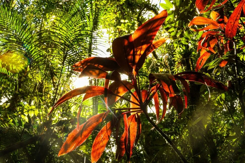 COP17: Rio de Janeiro institui Programa Estadual de Corredores Ecológicos