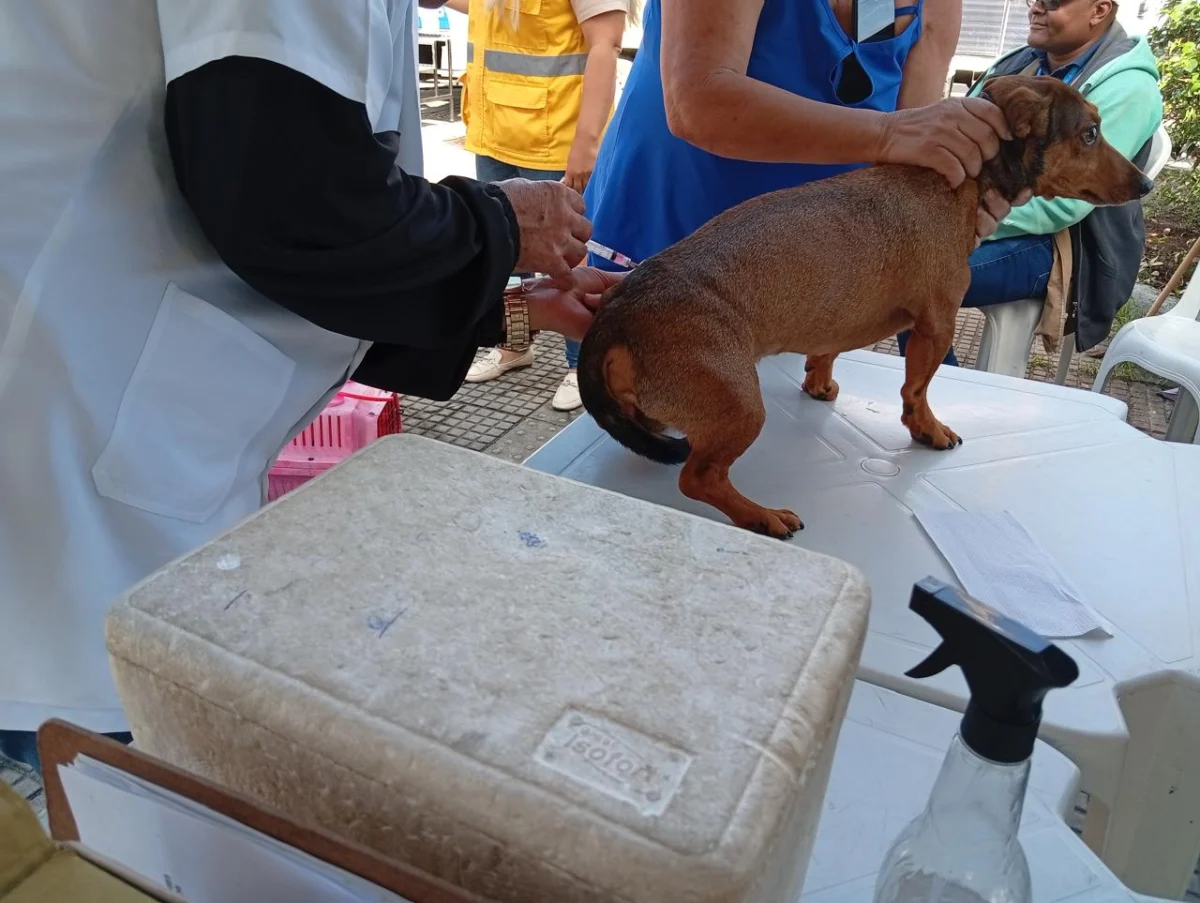 Dia D da vacinação antirrábica imuniza mais de mil cães e gatos em Caxias