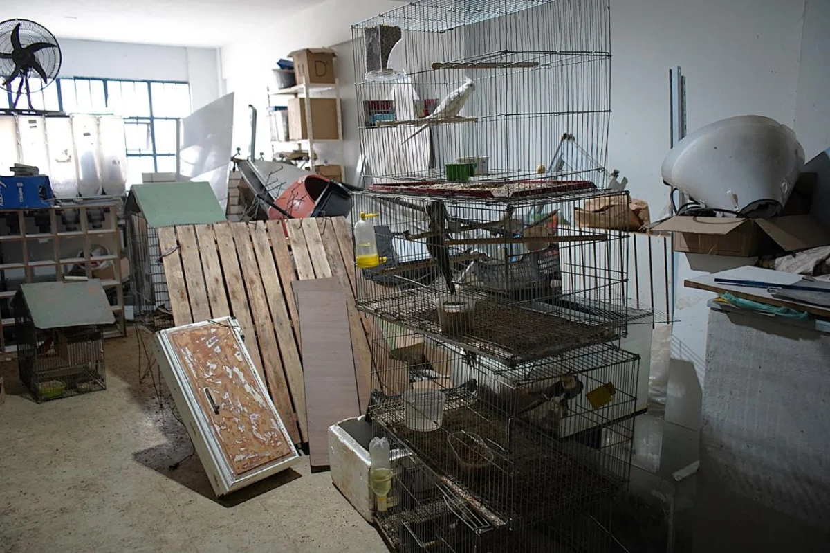 Operação ‘Animal Não é Produto’ apreende mais de 300 animais em oito dias em Volta Redonda