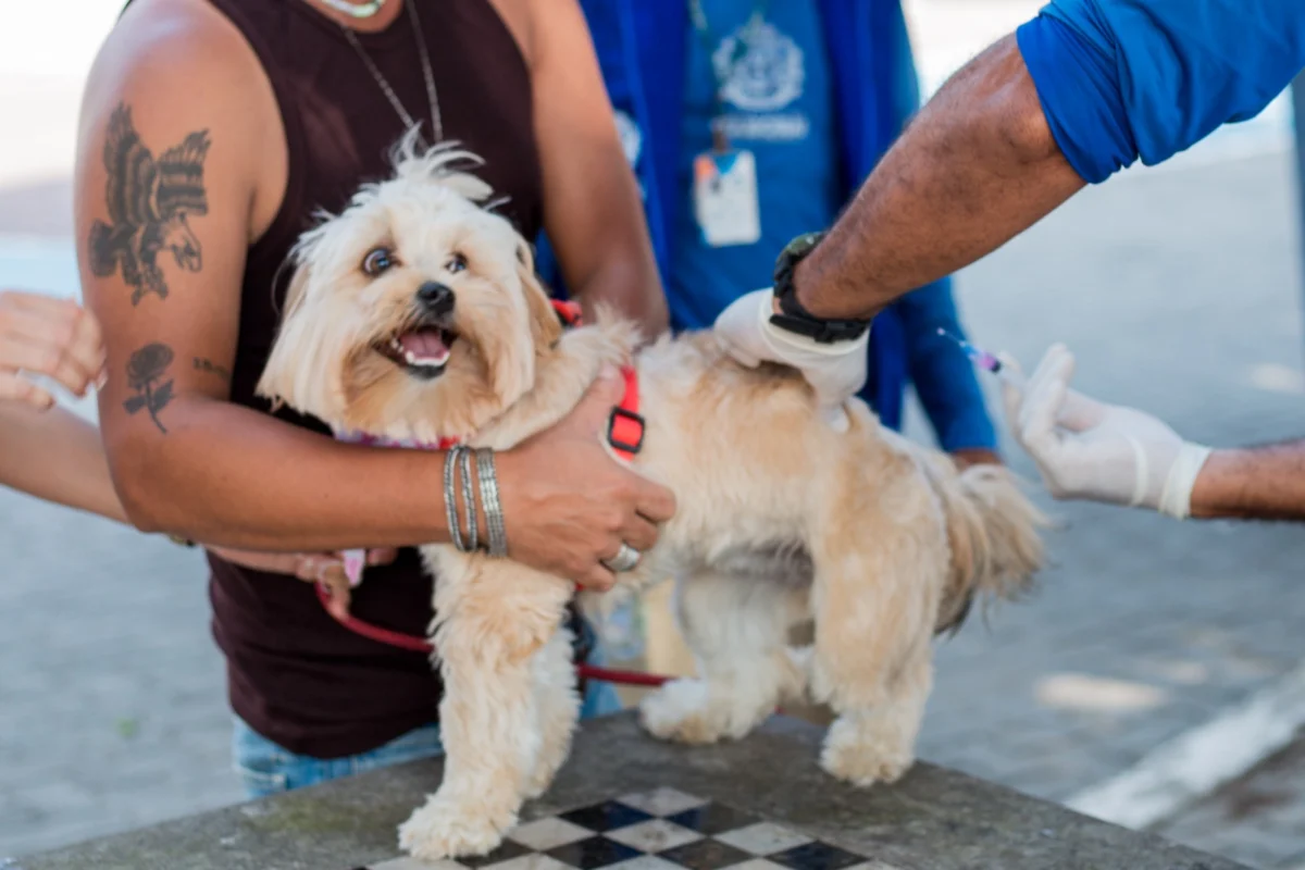 Prefeitura de Itaboraí realiza vacinação antirrábica para cães e gatos no dia 3 de novembro